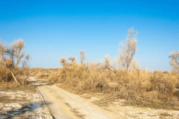 bahar bozkır. Doğa kıştan sonra uyanır. çölde ağaçlar geçen yılki çim