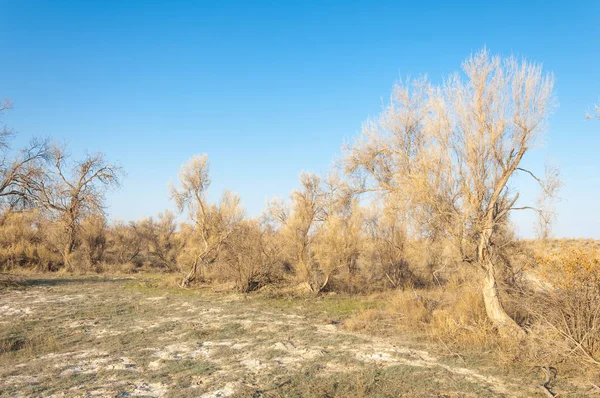 Spring Steppe Nature Wakes Winter Last Year Grass Trees Desert — Stock Photo, Image