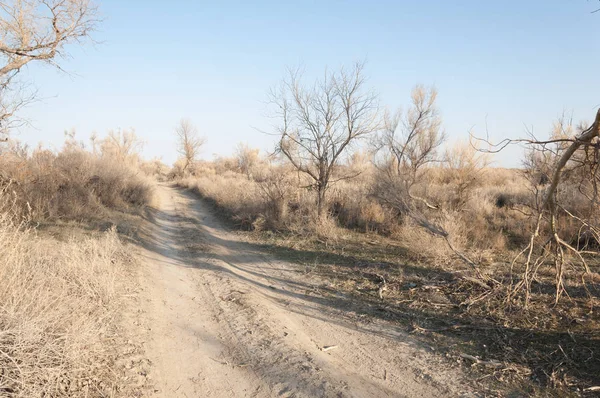 bahar bozkır. Doğa kıştan sonra uyanır. çölde ağaçlar geçen yılki çim