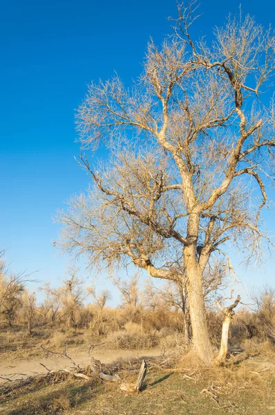 bahar bozkır. Doğa kıştan sonra uyanır. çölde ağaçlar geçen yılki çim