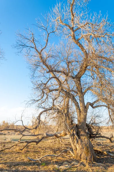 Steppe Printemps Nature Réveille Après Hiver Herbe Année Dernière Avec — Photo