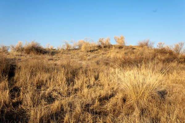 bahar bozkır. Doğa kıştan sonra uyanır. çölde ağaçlar geçen yılki çim