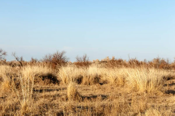 bahar bozkır. Doğa kıştan sonra uyanır. çölde ağaçlar geçen yılki çim