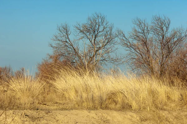 bahar bozkır. Doğa kıştan sonra uyanır. çölde ağaçlar geçen yılki çim