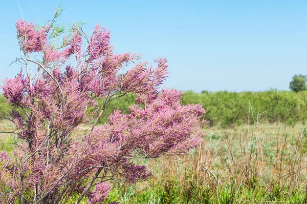 bozkır. çölde ağaçlar bahar. Tamariske