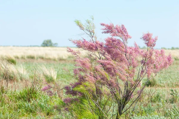 bozkır. çölde ağaçlar bahar. Tamariske