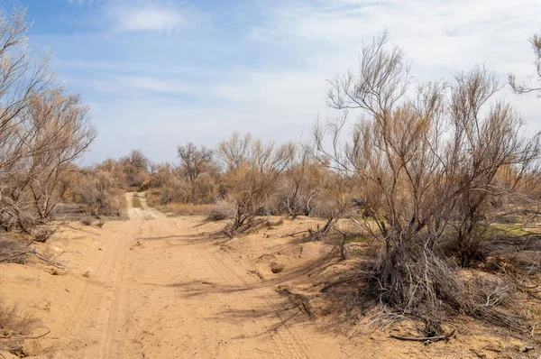 bahar bozkır. Doğa kıştan sonra uyanır. çölde ağaçlar geçen yılki çim