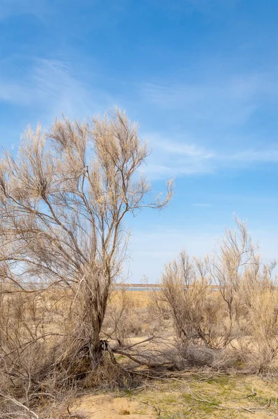 bahar bozkır. Doğa kıştan sonra uyanır. çölde ağaçlar geçen yılki çim