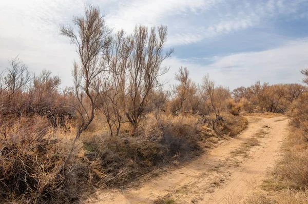bahar bozkır. Doğa kıştan sonra uyanır. çölde ağaçlar geçen yılki çim