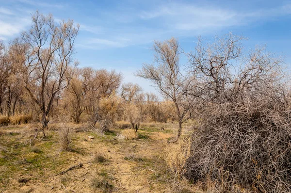 bahar bozkır. Doğa kıştan sonra uyanır. çölde ağaçlar geçen yılki çim