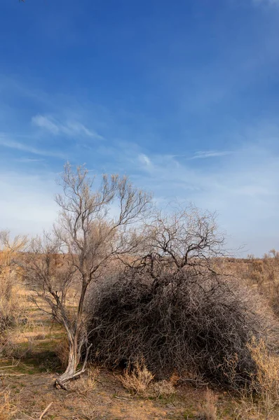 bahar bozkır. Doğa kıştan sonra uyanır. çölde ağaçlar geçen yılki çim