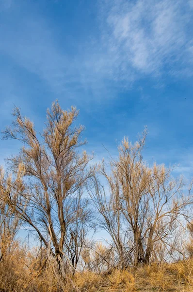 bahar bozkır. Doğa kıştan sonra uyanır. çölde ağaçlar geçen yılki çim