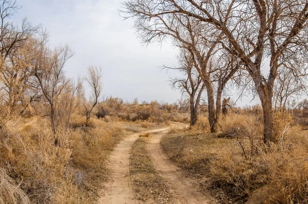 bahar bozkır. Doğa kıştan sonra uyanır. çölde ağaçlar geçen yılki çim