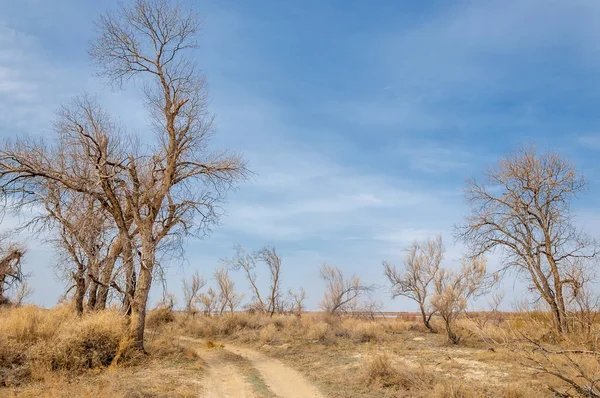 bahar bozkır. Doğa kıştan sonra uyanır. çölde ağaçlar geçen yılki çim