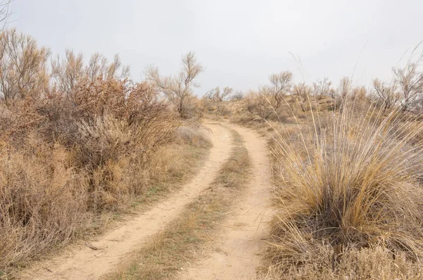 bahar bozkır. Doğa kıştan sonra uyanır. çölde ağaçlar geçen yılki çim