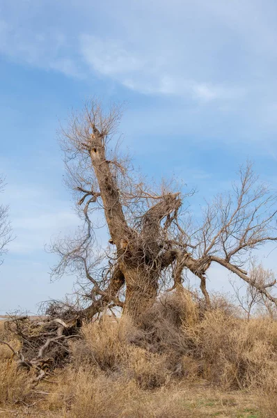 bahar bozkır. Doğa kıştan sonra uyanır. çölde ağaçlar geçen yılki çim