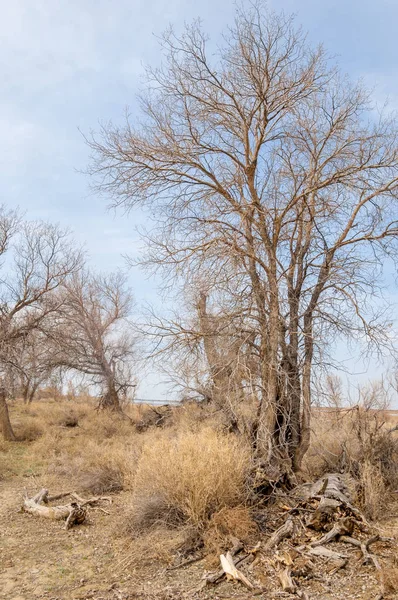 bahar bozkır. Doğa kıştan sonra uyanır. çölde ağaçlar geçen yılki çim