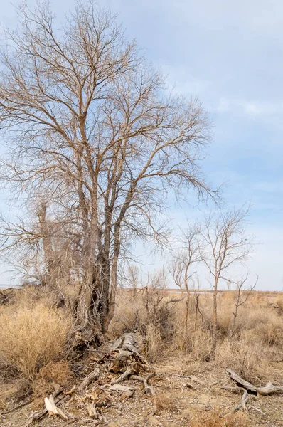 bahar bozkır. Doğa kıştan sonra uyanır. çölde ağaçlar geçen yılki çim