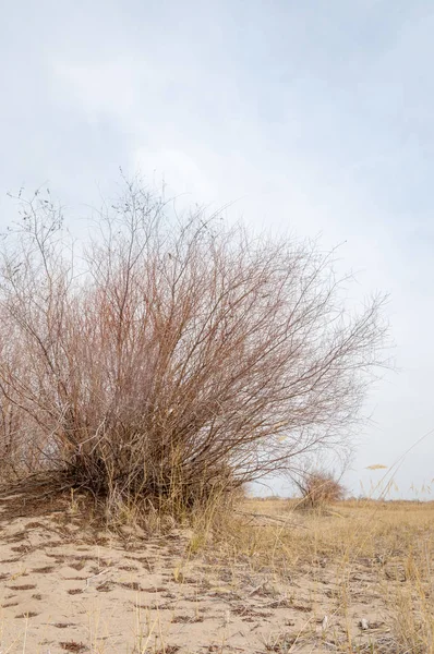 bahar bozkır. Doğa kıştan sonra uyanır. çölde ağaçlar geçen yılki çim