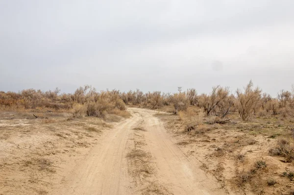 bahar bozkır. Doğa kıştan sonra uyanır. çölde ağaçlar geçen yılki çim