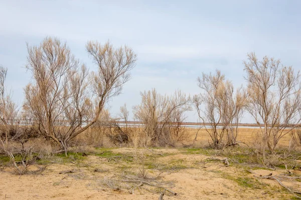 bahar bozkır. Doğa kıştan sonra uyanır. çölde ağaçlar geçen yılki çim