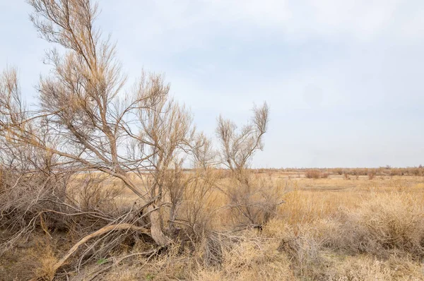 Steppe Printemps Nature Réveille Après Hiver Herbe Année Dernière Avec — Photo