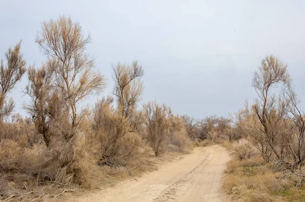 bahar bozkır. Doğa kıştan sonra uyanır. çölde ağaçlar geçen yılki çim