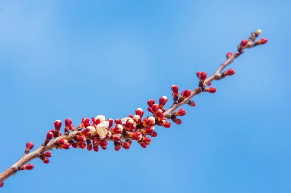 Sekély Mélység Ból Mező Tavasszal Virágzó Tavaszi Fák Virágzó Szép — Stock Fotó