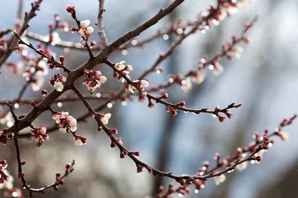 Alan sığ derinliği ile ilkbaharda çiçek açan ağaç. Bloom bahar ağaçlarda. güzel closeup çiçek açması ağaç bahar.