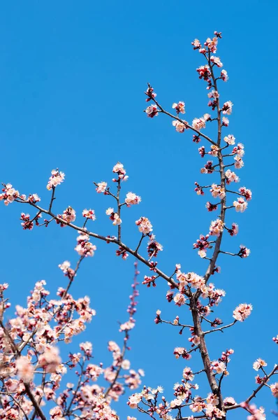  Pembe ağaçlar çiçek. Kayısı bahar çiçekleri. Arka plan sanat, pembe çiçekleri, duvar kağıdı ile şube. Kayısı ağacı çiçek.