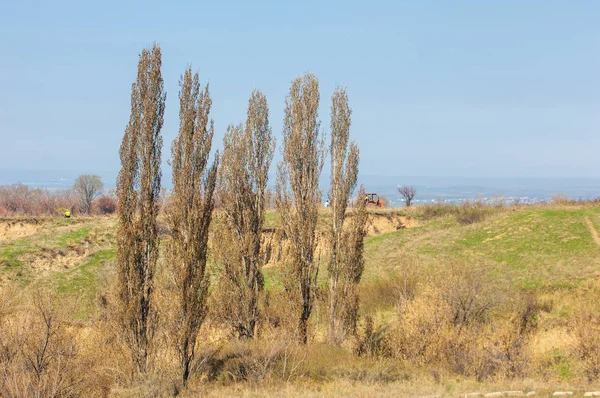 Bahar kavak dağ geçidi büyümek