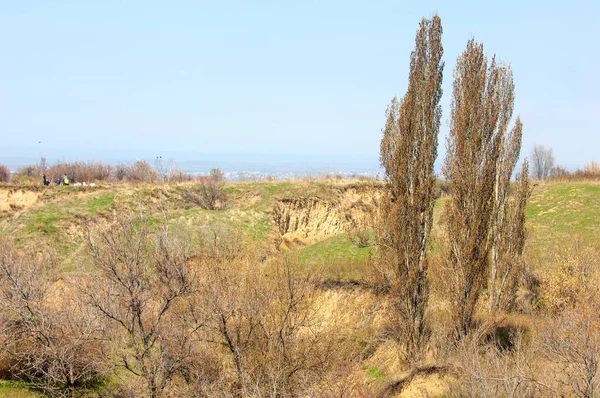 Bahar kavak dağ geçidi büyümek