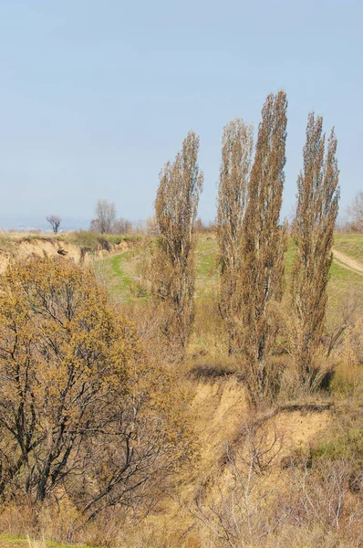 Bahar kavak dağ geçidi büyümek
