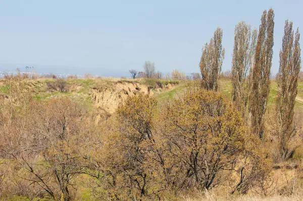 Bahar kavak dağ geçidi büyümek