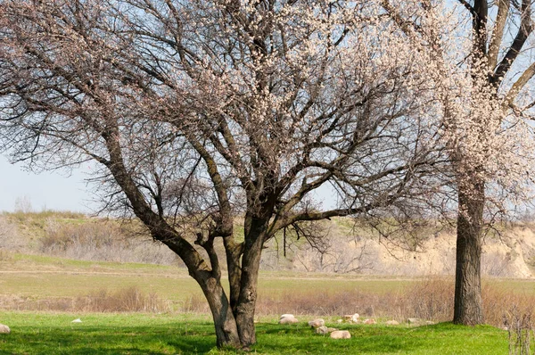  Pembe ağaçlar çiçek. Kayısı bahar çiçekleri. Arka plan sanat, pembe çiçekleri, duvar kağıdı ile şube. Kayısı ağacı çiçek.