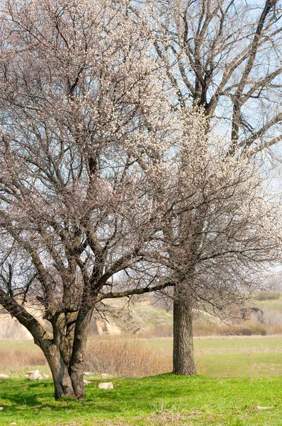  Pembe ağaçlar çiçek. Kayısı bahar çiçekleri. Arka plan sanat, pembe çiçekleri, duvar kağıdı ile şube. Kayısı ağacı çiçek.