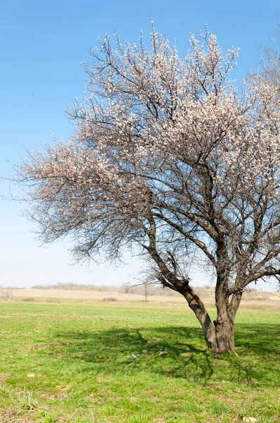  Pembe ağaçlar çiçek. Kayısı bahar çiçekleri. Arka plan sanat, pembe çiçekleri, duvar kağıdı ile şube. Kayısı ağacı çiçek.