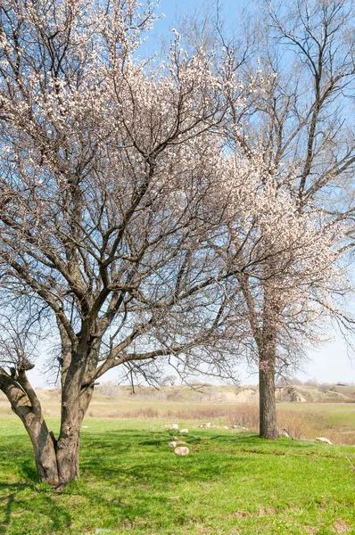  Pembe ağaçlar çiçek. Kayısı bahar çiçekleri. Arka plan sanat, pembe çiçekleri, duvar kağıdı ile şube. Kayısı ağacı çiçek.