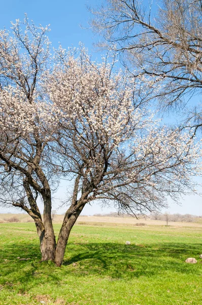  Pembe ağaçlar çiçek. Kayısı bahar çiçekleri. Arka plan sanat, pembe çiçekleri, duvar kağıdı ile şube. Kayısı ağacı çiçek.