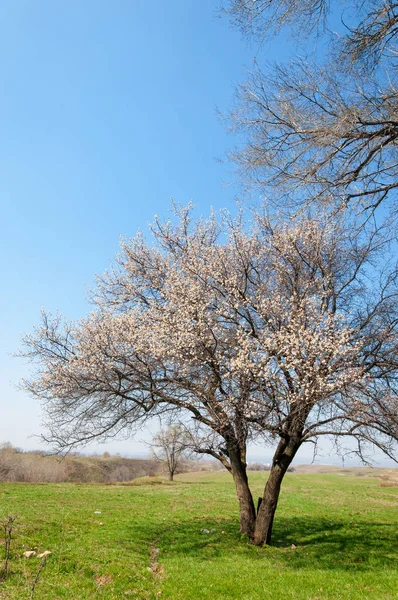  Pembe ağaçlar çiçek. Kayısı bahar çiçekleri. Arka plan sanat, pembe çiçekleri, duvar kağıdı ile şube. Kayısı ağacı çiçek.