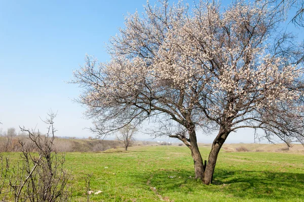  Pembe ağaçlar çiçek. Kayısı bahar çiçekleri. Arka plan sanat, pembe çiçekleri, duvar kağıdı ile şube. Kayısı ağacı çiçek.