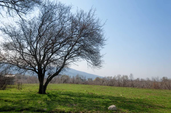  Pembe ağaçlar çiçek. Kayısı bahar çiçekleri. Arka plan sanat, pembe çiçekleri, duvar kağıdı ile şube. Kayısı ağacı çiçek.