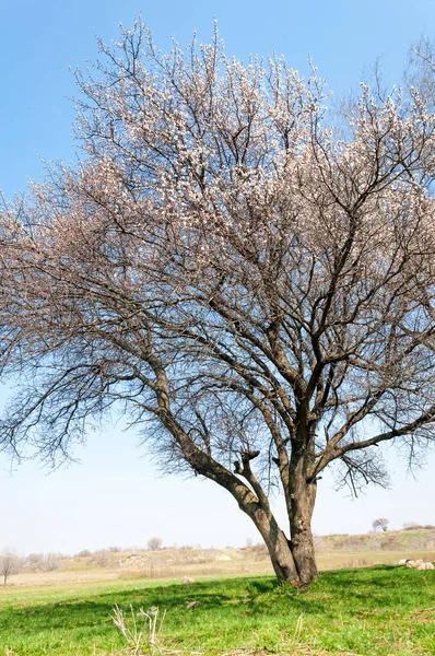  Pembe ağaçlar çiçek. Kayısı bahar çiçekleri. Arka plan sanat, pembe çiçekleri, duvar kağıdı ile şube. Kayısı ağacı çiçek.