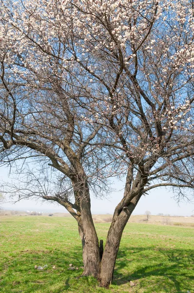  Pembe ağaçlar çiçek. Kayısı bahar çiçekleri. Arka plan sanat, pembe çiçekleri, duvar kağıdı ile şube. Kayısı ağacı çiçek.