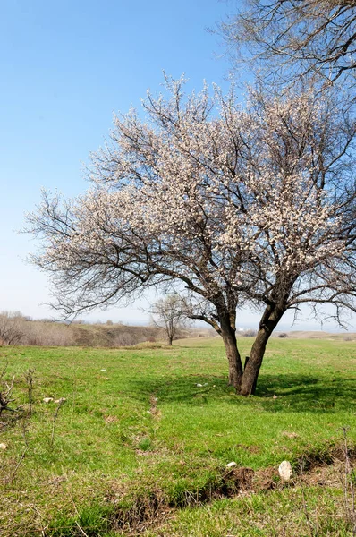  Pembe ağaçlar çiçek. Kayısı bahar çiçekleri. Arka plan sanat, pembe çiçekleri, duvar kağıdı ile şube. Kayısı ağacı çiçek.