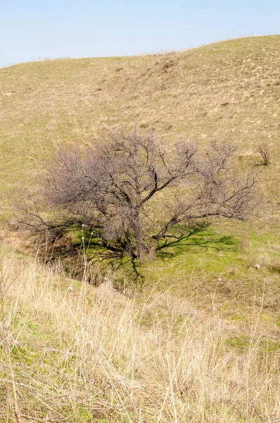 Pembe ağaçlar çiçek. Kayısı bahar çiçekleri. Arka plan sanat, pembe çiçekleri, duvar kağıdı ile şube. Kayısı ağacı çiçek.