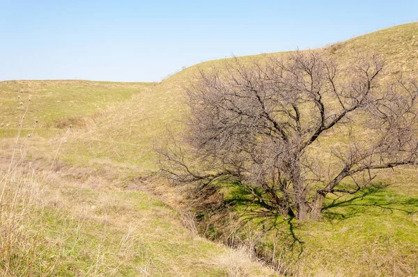  Pembe ağaçlar çiçek. Kayısı bahar çiçekleri. Arka plan sanat, pembe çiçekleri, duvar kağıdı ile şube. Kayısı ağacı çiçek.