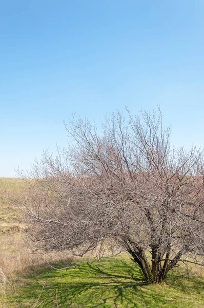  Pembe ağaçlar çiçek. Kayısı bahar çiçekleri. Arka plan sanat, pembe çiçekleri, duvar kağıdı ile şube. Kayısı ağacı çiçek.
