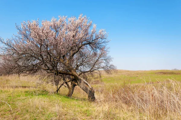 Rosa Bäume Voller Blüte Aprikosenblüten Frühling Kunsthintergrund Zweig Mit Rosa — Stockfoto