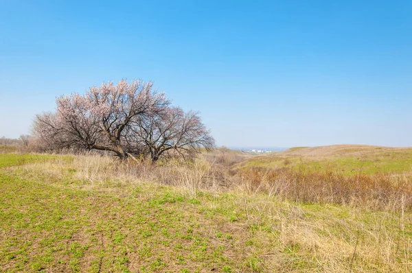  Pembe ağaçlar çiçek. Kayısı bahar çiçekleri. Arka plan sanat, pembe çiçekleri, duvar kağıdı ile şube. Kayısı ağacı çiçek.